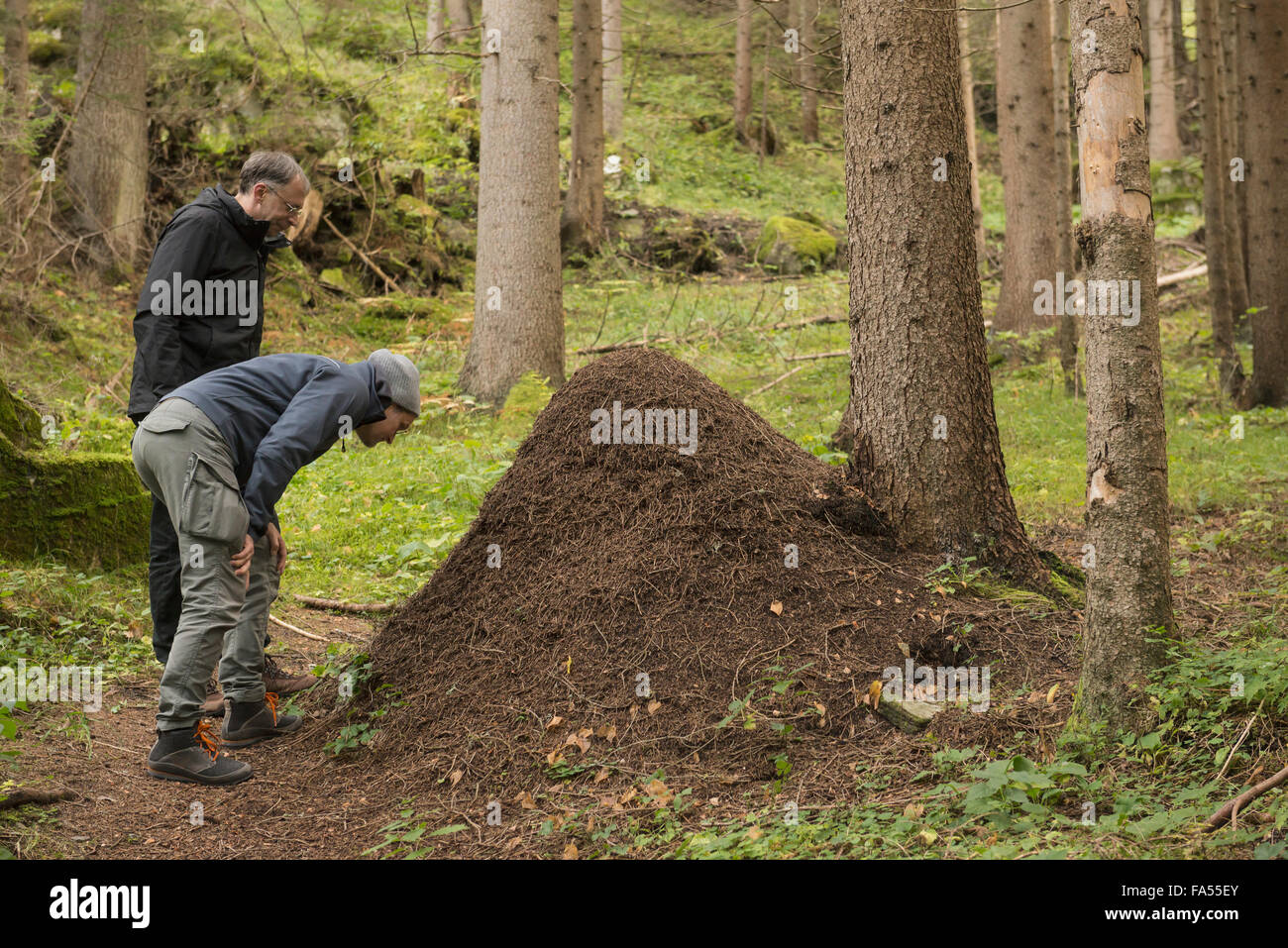 Zwei ältere Wanderer Blick auf Ameisenhaufen im Wald, Alpen, Kärnten, Österreich Stockfoto