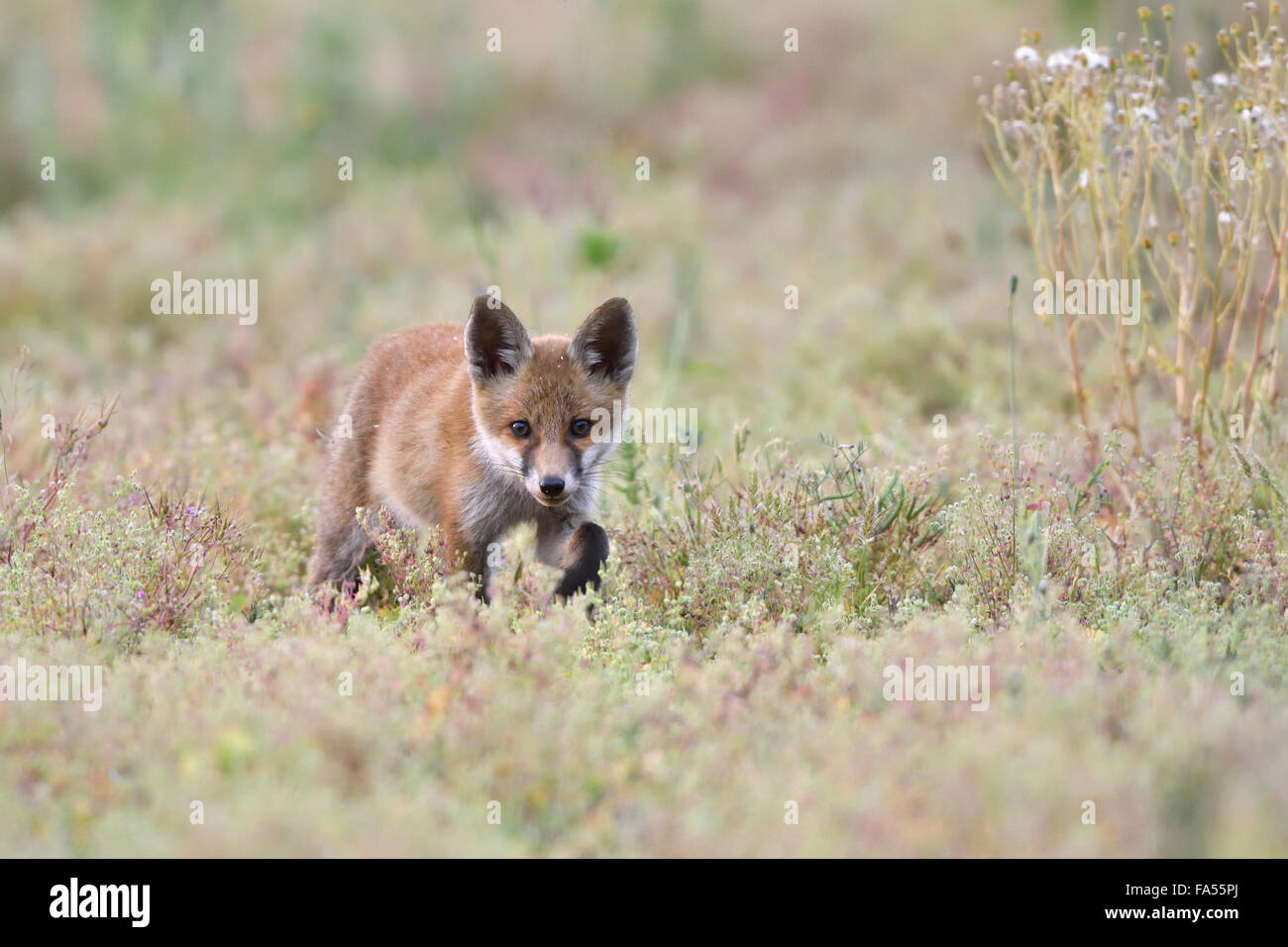 Junger Rotfuchs (Vulpes Vulpes) auf Brownfield Site, stalking, Lausitz, Sachsen, Deutschland Stockfoto