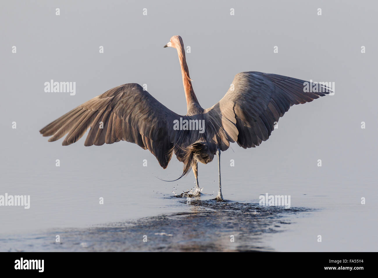Rötliche Silberreiher (Egretta saniert) zu Fuß durch Wasser mit ausgebreiteten Flügeln, Joh "Ding" Darling National Wildlife Refuge Stockfoto
