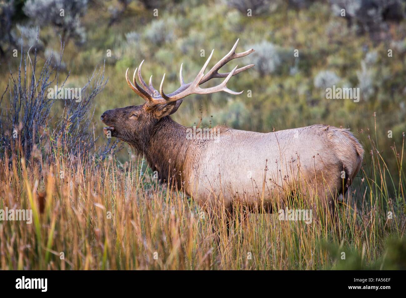 Ein Stier Elch hallten während der Herbst-Brunft in Mammoth Hot Springs im Yellowstone-Nationalpark 16. September 2015 Wyoming. Stockfoto