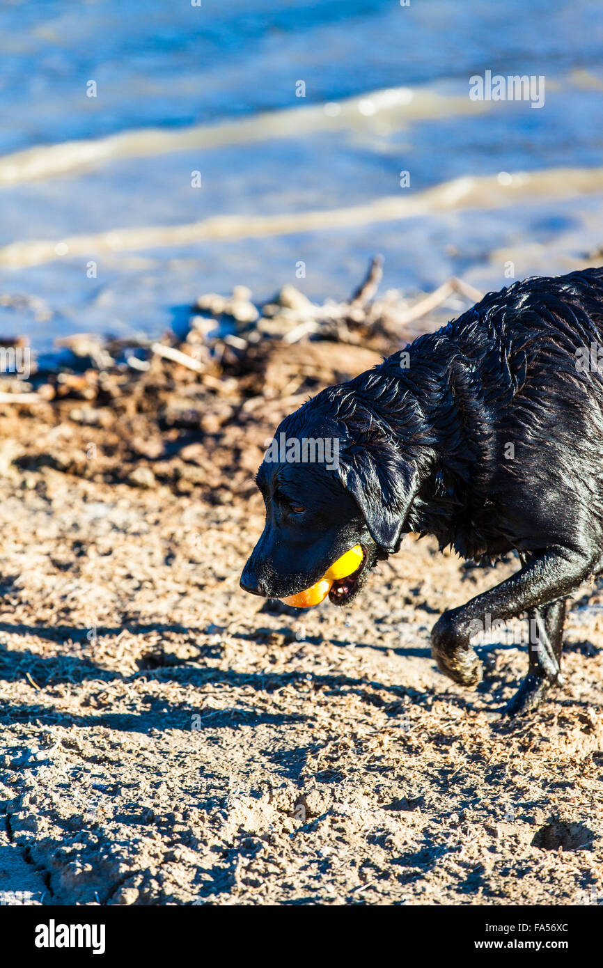 Ein schwarzer Labrador-Retriever-Weibchen mit zwei Kugeln in den Mund am Lake Mohave auf der Nevada-Seite in der Nähe von Laughlin Nevada Stockfoto