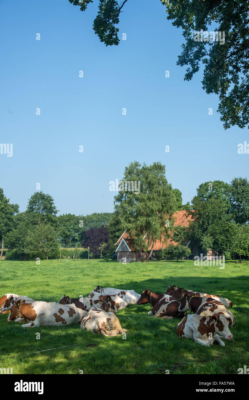 Kühe im Feld auf der Farm in den Niederlanden Stockfoto