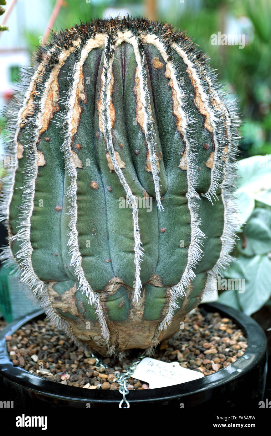 Nahaufnahme von Uebelmannia Pectinifera-Kaktus wächst in einem Topf Stockfoto