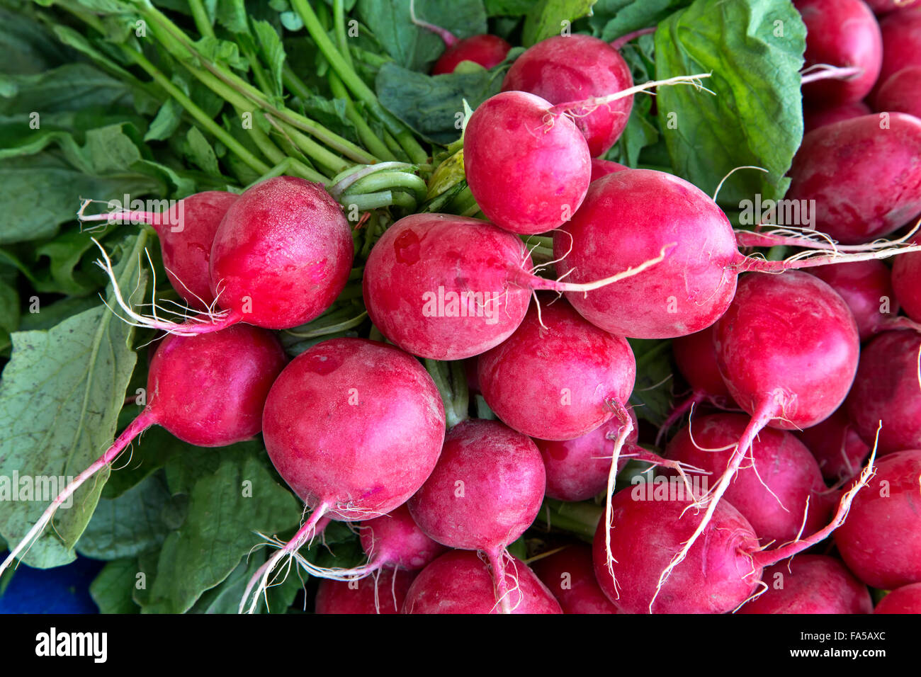 Roten Radieschen gebündelt, Bauern Markt "Raphanus Sativus". Stockfoto