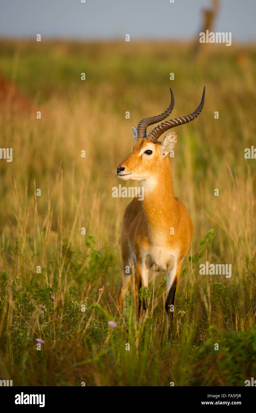 Uganda Kob (Kobus Kob Thomasi), Murchison Falls National Park, Uganda Stockfoto