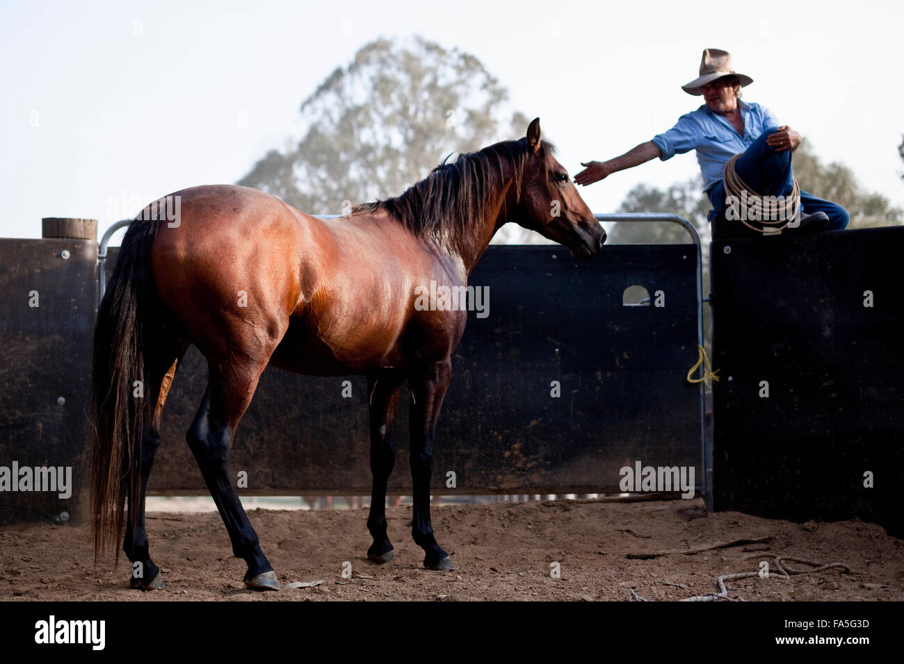 Steve Baird Bogong Pferd Abenteuer Ausbildung ein Hengstfohlen Australian Stock Horse auf dem runden Hof im Frühjahr Sporn. Stockfoto