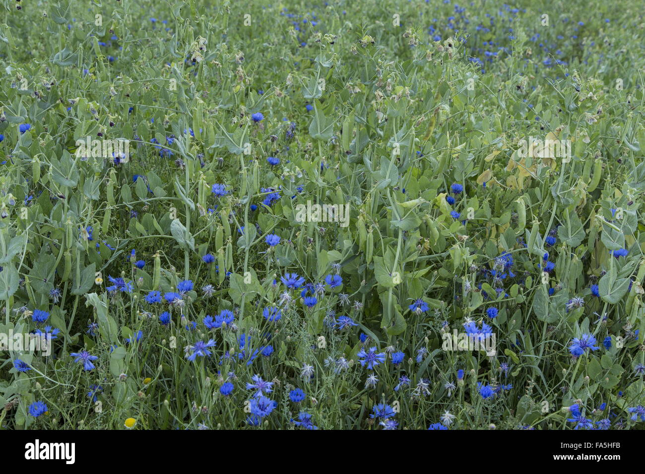 Ackerflächen mit Erbsen Ernte und Kornblumen im Nationalpark der Monti Sibillini, Umbrien, Italien Stockfoto