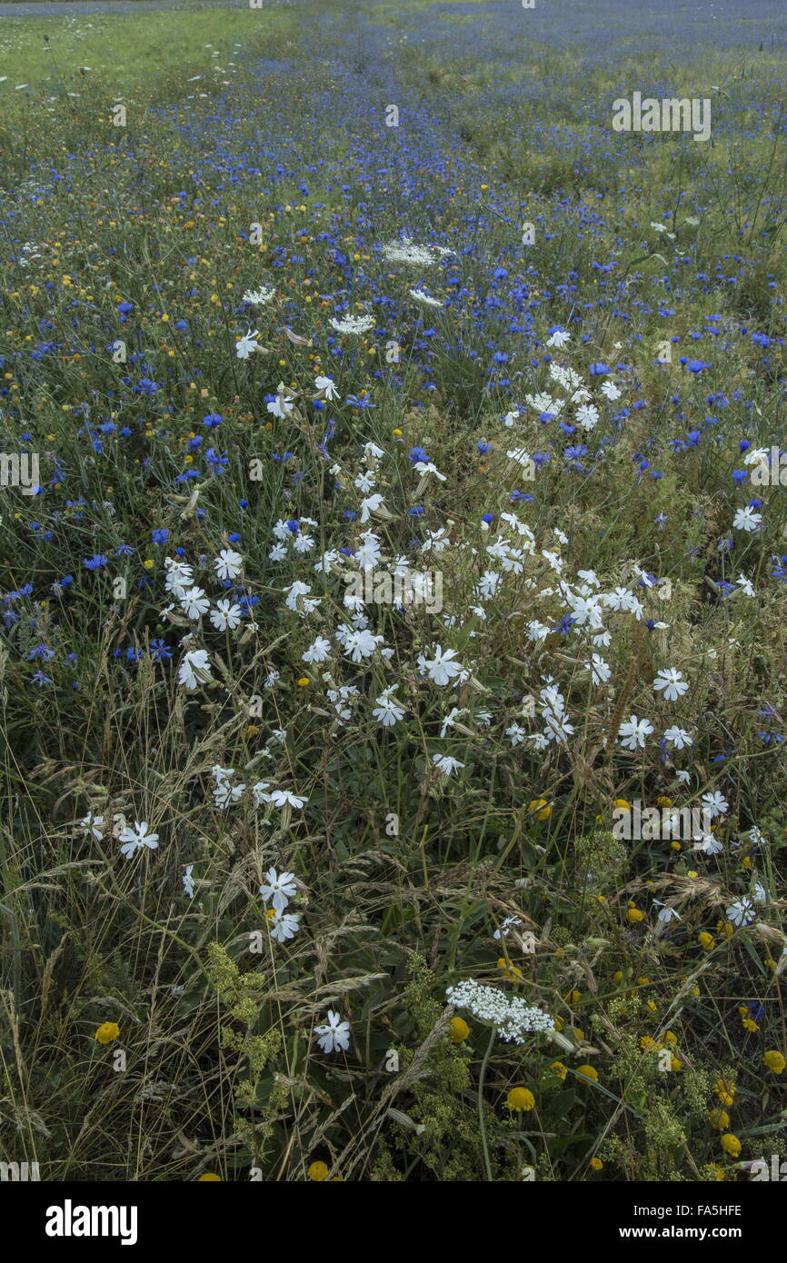 Ackerflächen mit White Campion und Kornblumen im Nationalpark der Monti Sibillini, Umbrien, Italien Stockfoto