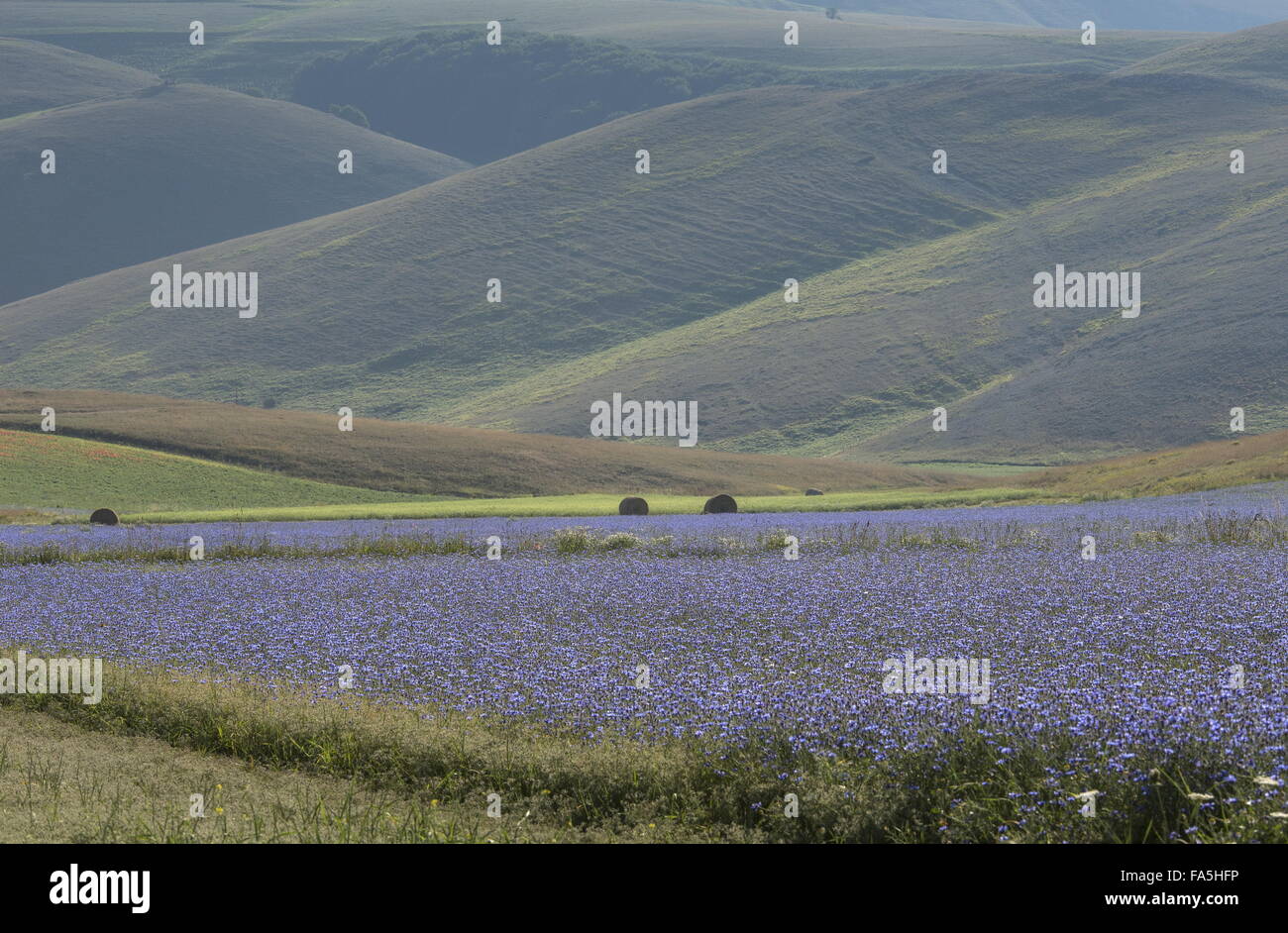 Ackerflächen mit Kornblumen im Nationalpark der Monti Sibillini, Umbrien, Italien Stockfoto