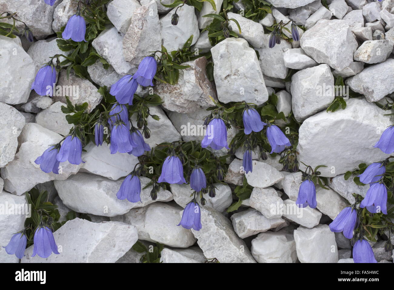 Glockenblumen, Campanula Rotundifolia in Zwergform auf Dolomit, Dolomiten. Stockfoto