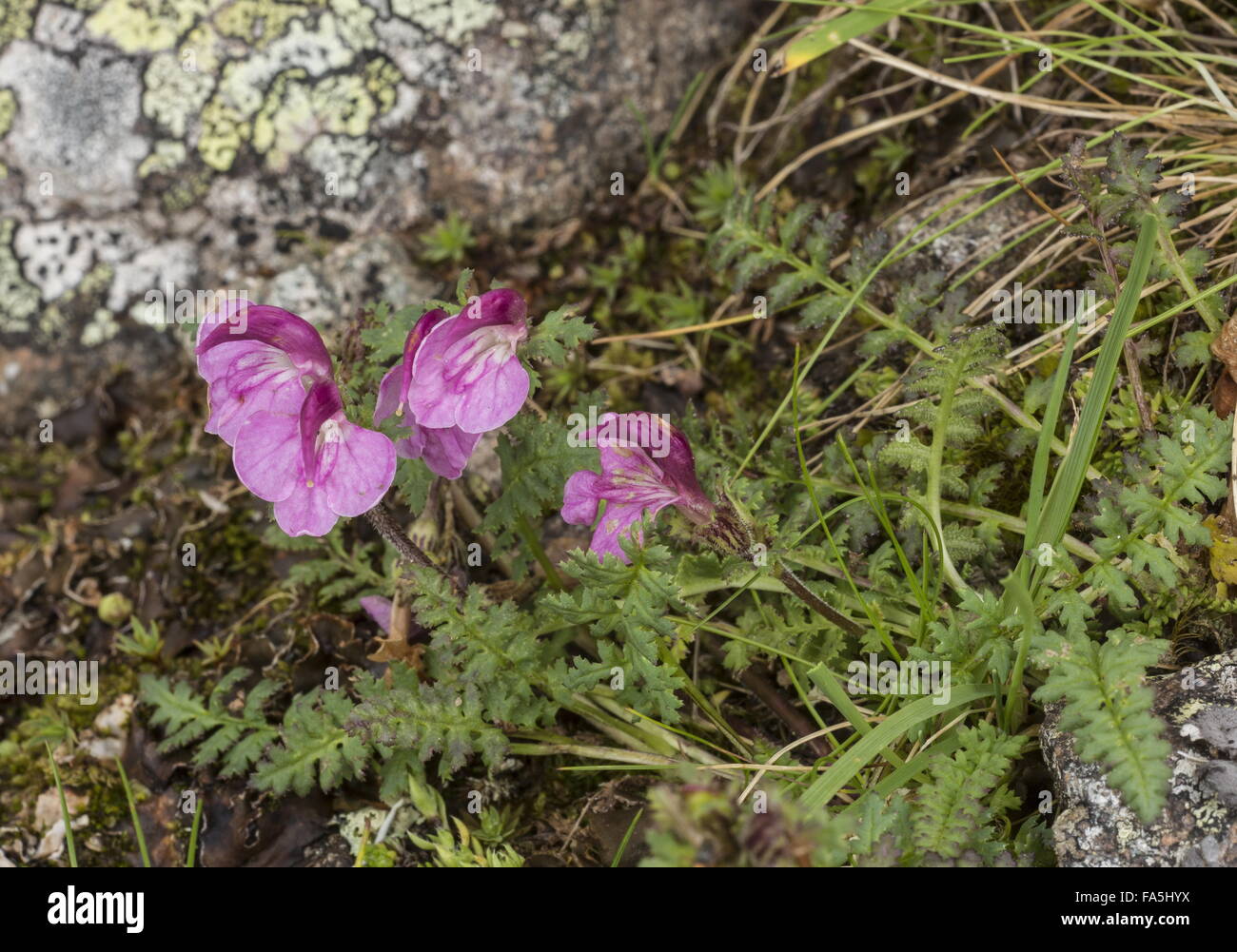 Kerners Läusekräuter, Pedicularis Kerneri in den italienischen Alpen. Stockfoto