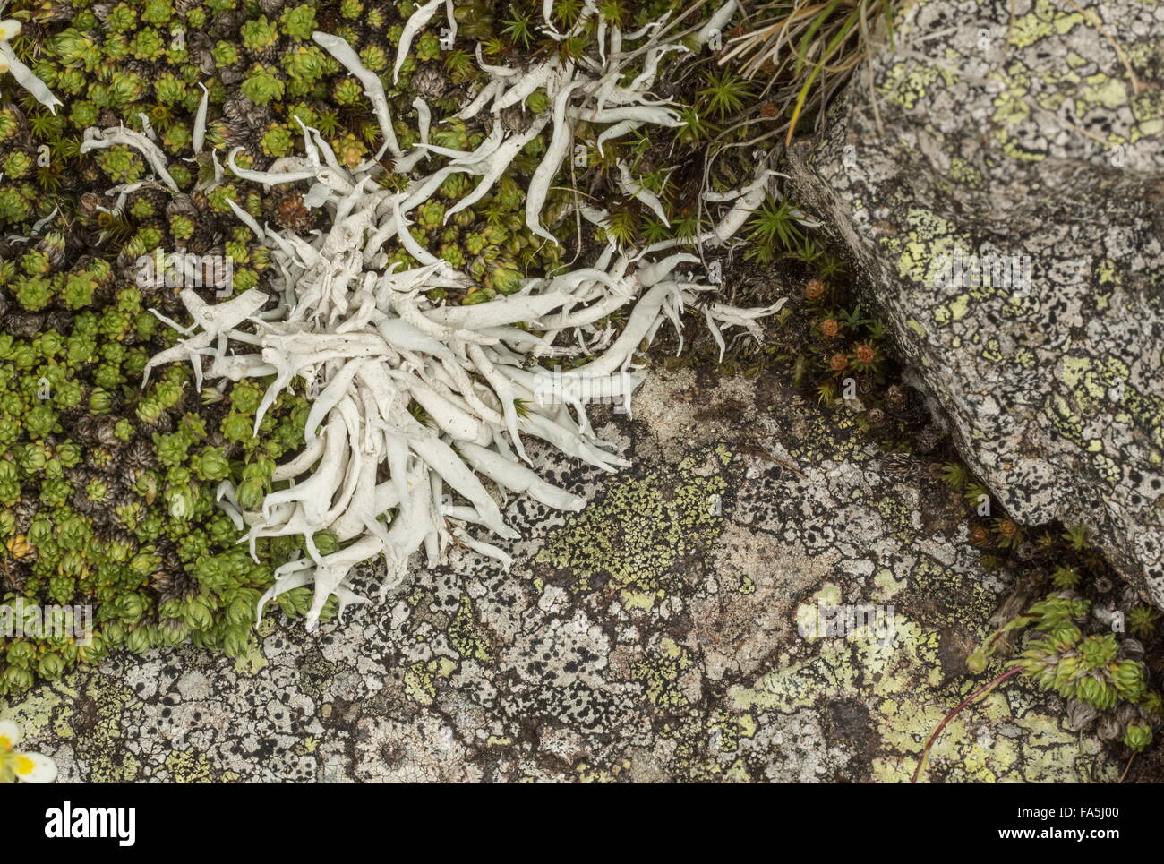 Ein lichenisierten Pilz, Whiteworm Flechten, Thamnolia Vermicularis auf Acid Rock in großer Höhe, italienischen Alpen. Stockfoto