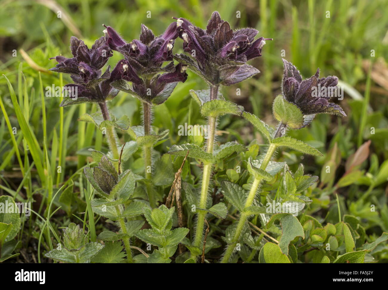 Alpine Bartsia, Bartsia Alpina in Blüte in feuchten Almen. Stockfoto