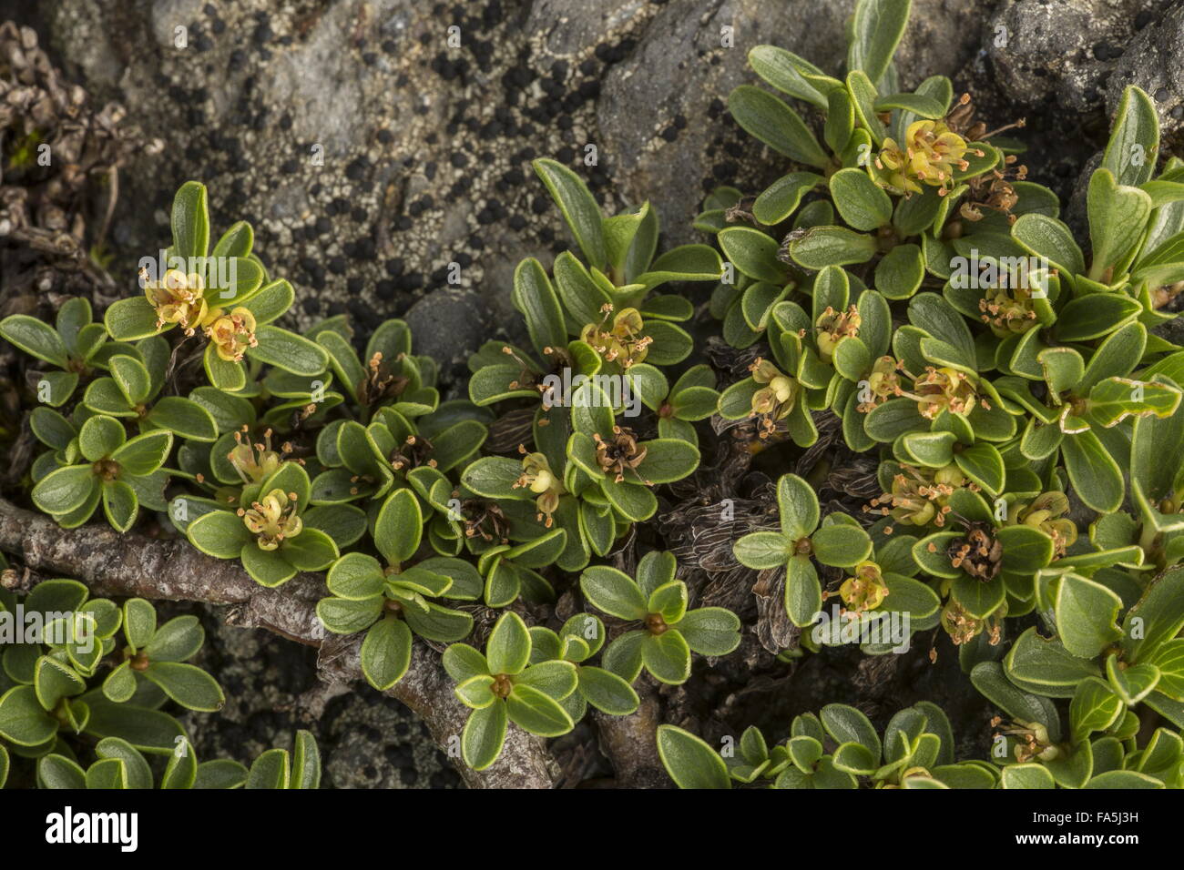 Thymian-leaved Weide, Salix Serpyllifolia mit männlichen Blüten; winzige Hochgebirgs Strauch, Schweizer Alpen. Stockfoto