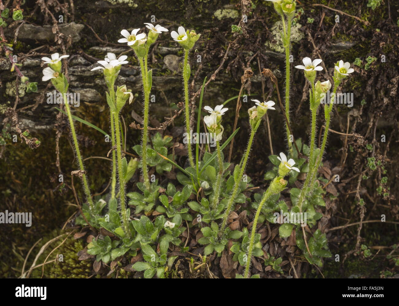 Geröll Steinbrech, Saxifraga Androsacea in Blüte im hohen Schnee-Patch, Schweizer Alpen. Stockfoto