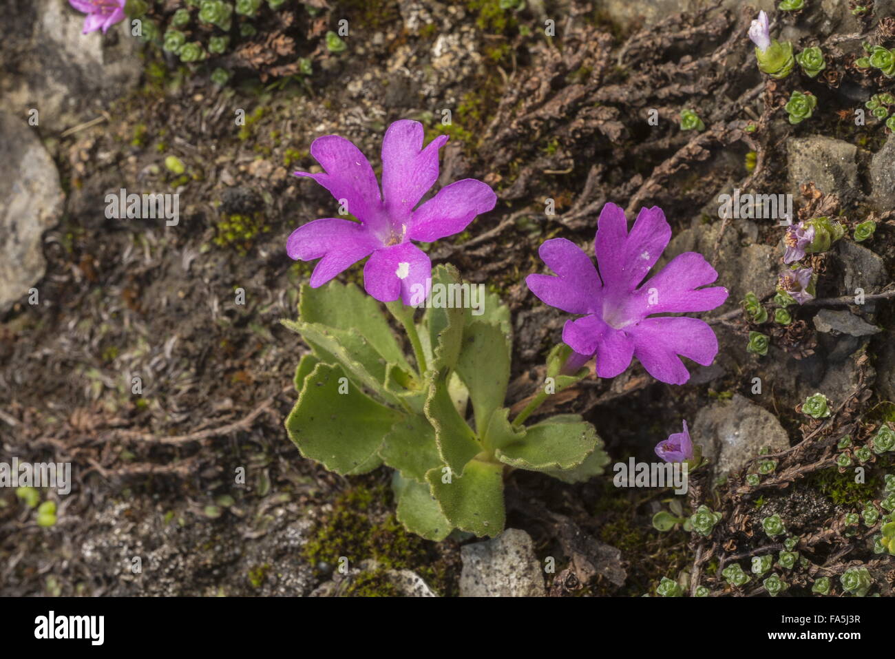 Stinkende Primel, Primula Hirsuta in Blüte in großer Höhe, Schweizer Alpen. Stockfoto