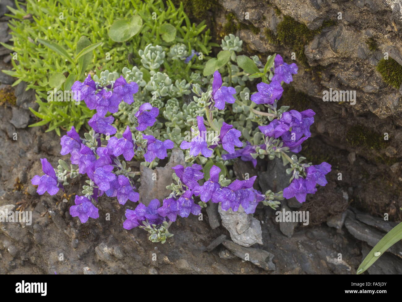 Alpen-Leinkraut, Linaria Alpina SSP. Alpina in Blüte auf großer Höhe Geröll, Schweizer Alpen. Stockfoto