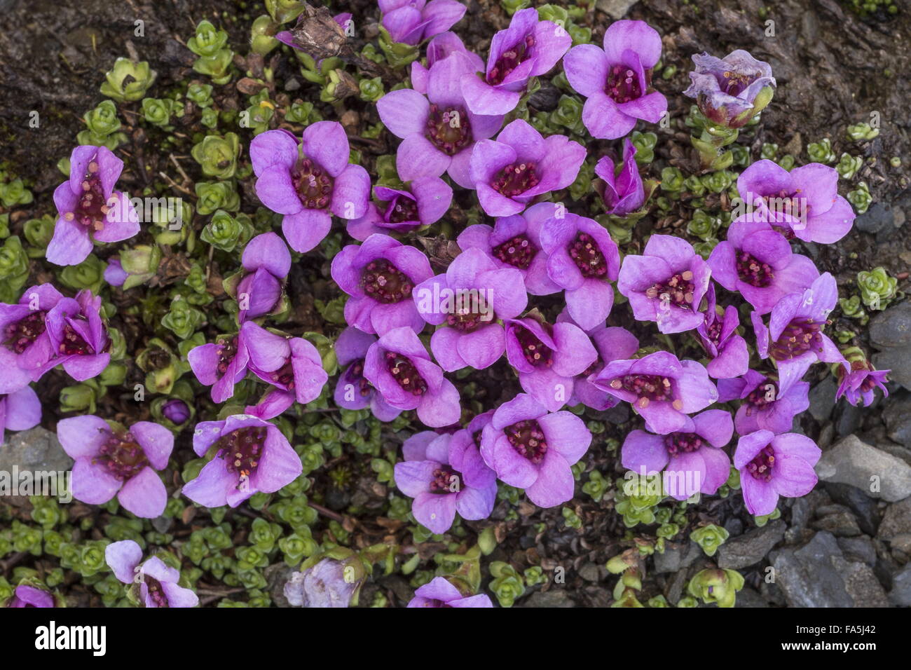 Lila Steinbrech, Saxifraga Oppositifolia in Blüte in großer Höhe, bald nach der Schneeschmelze. Stockfoto