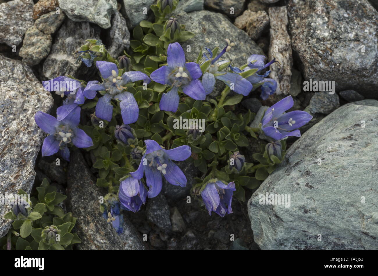 Mt. CenisGlockenblume, Campanula Cenisia in Blüte im Geröll, oben auf