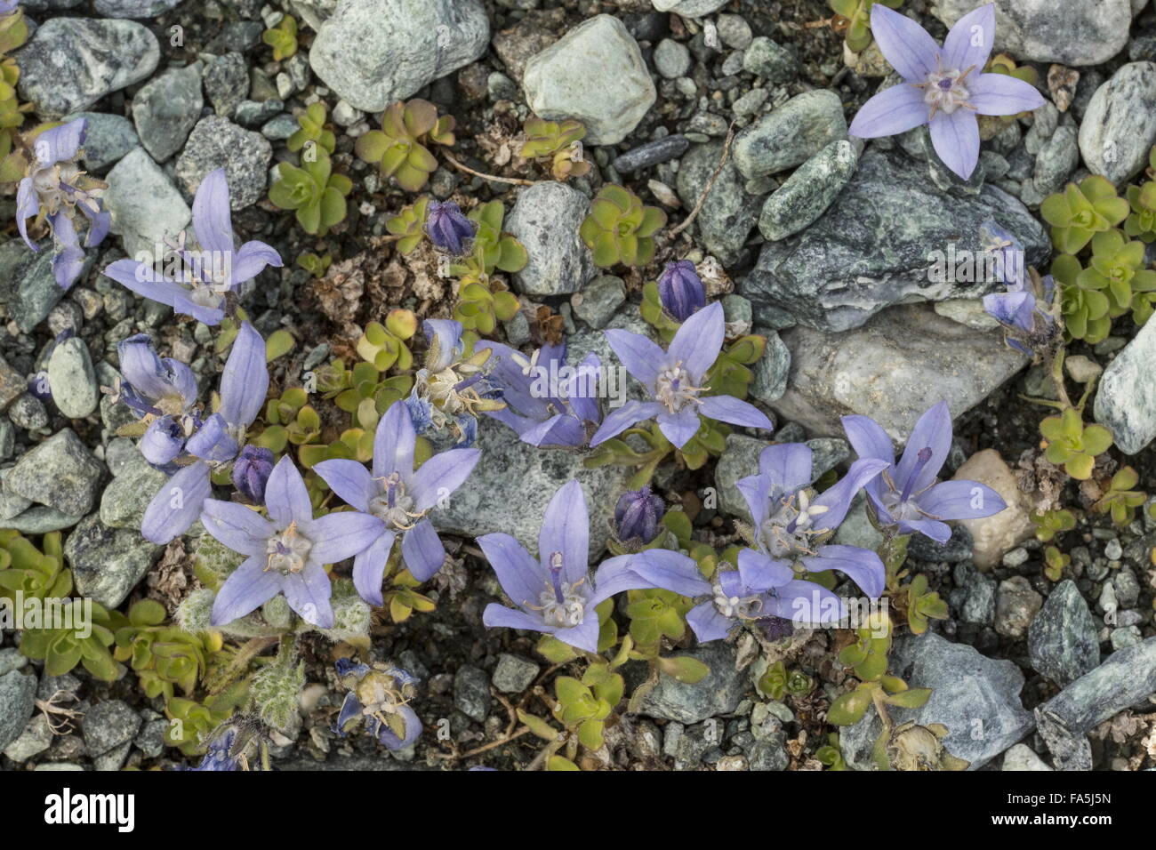 Mt. Cenis-Glockenblume, Campanula Cenisia in Blüte im Geröll, oben auf das Matterhorn, Italien. Stockfoto