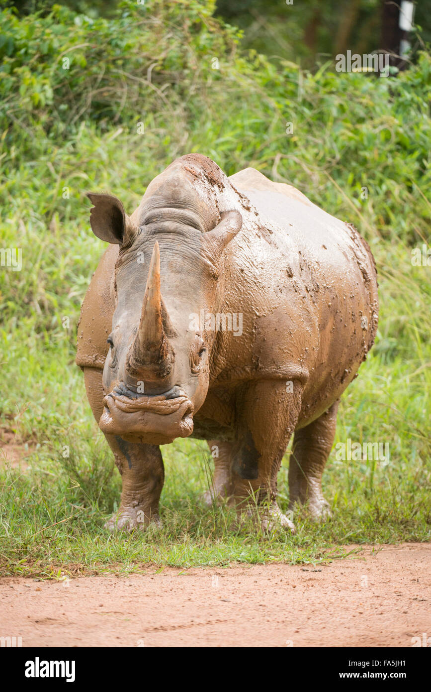 Weißer Rhinoceros (Ceratotherium Simum), Ziwa Rhino Sanctuary, Uganda Stockfoto