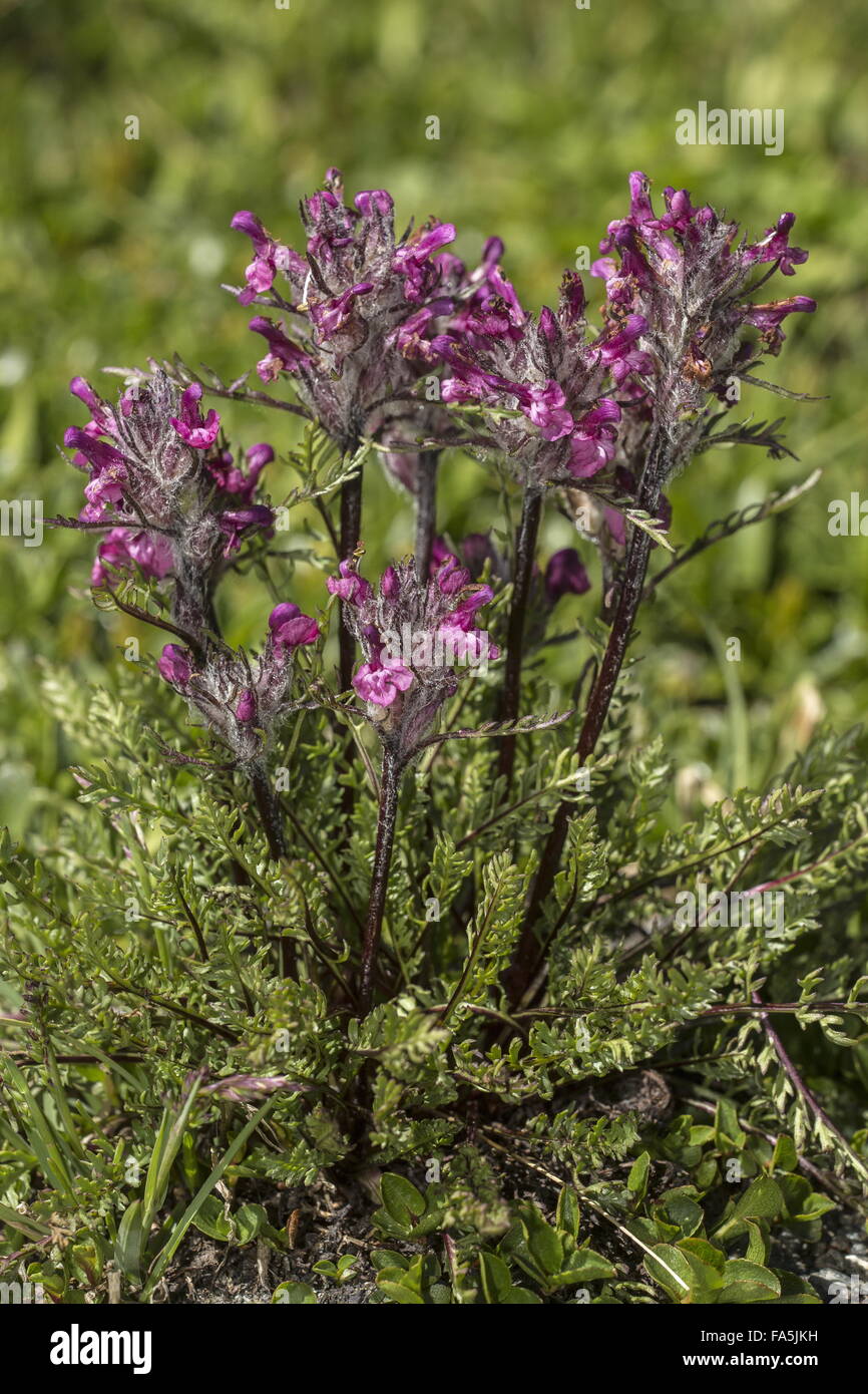 Mt Cenis Läusekräuter, Pedicularis Cenisia in Blüte im Nationalpark Vanoise, Frankreich. Stockfoto