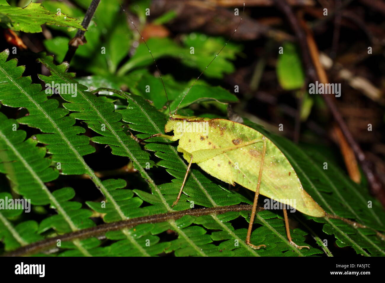 Blatt-Mimic Grashuepfer am Blatt. Costa Rica, Monteverde Stockfoto