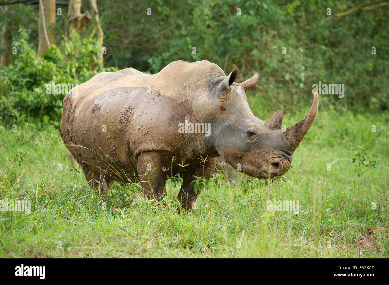 Weißer Rhinoceros (Ceratotherium Simum), Ziwa Rhino Sanctuary, Uganda Stockfoto