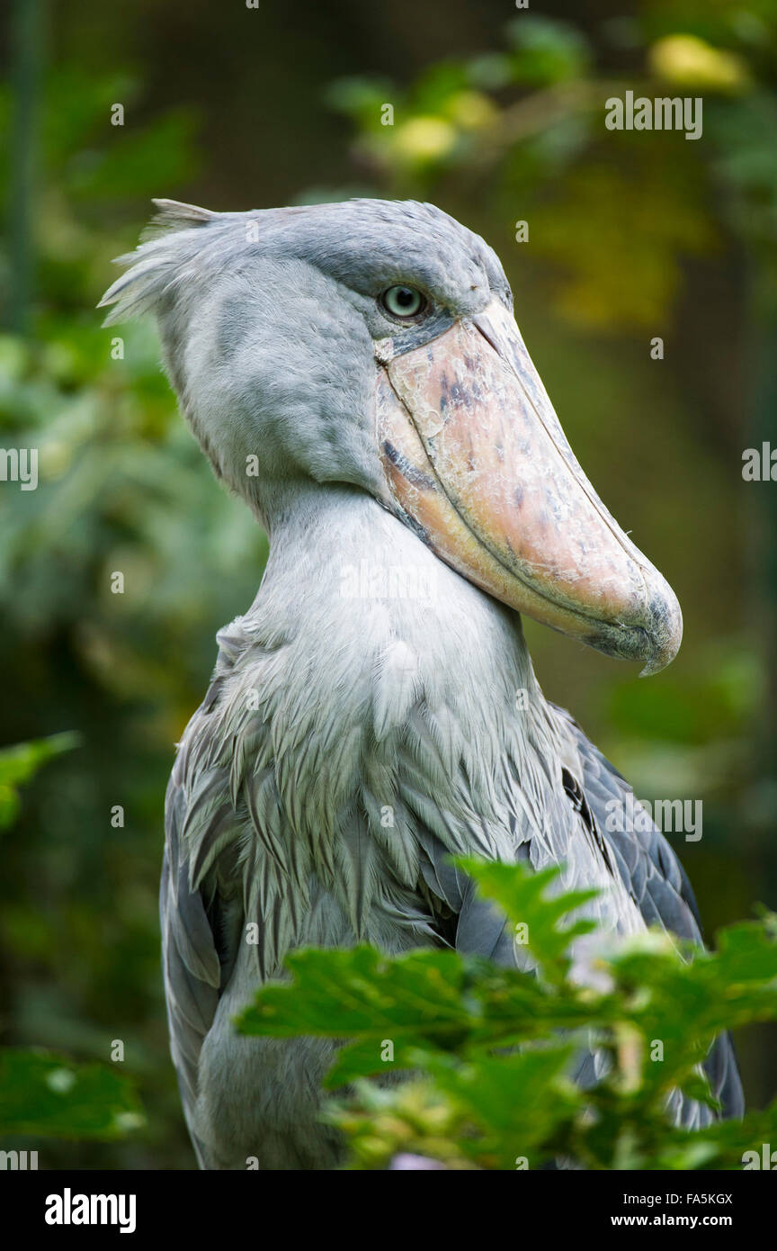 Schuhschnabel (Balaeniceps), Uganda Stockfoto