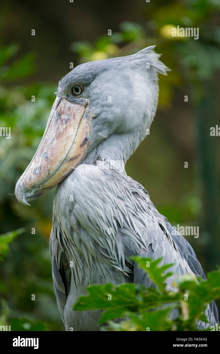 Schuhschnabel (Balaeniceps), Uganda Stockfoto
