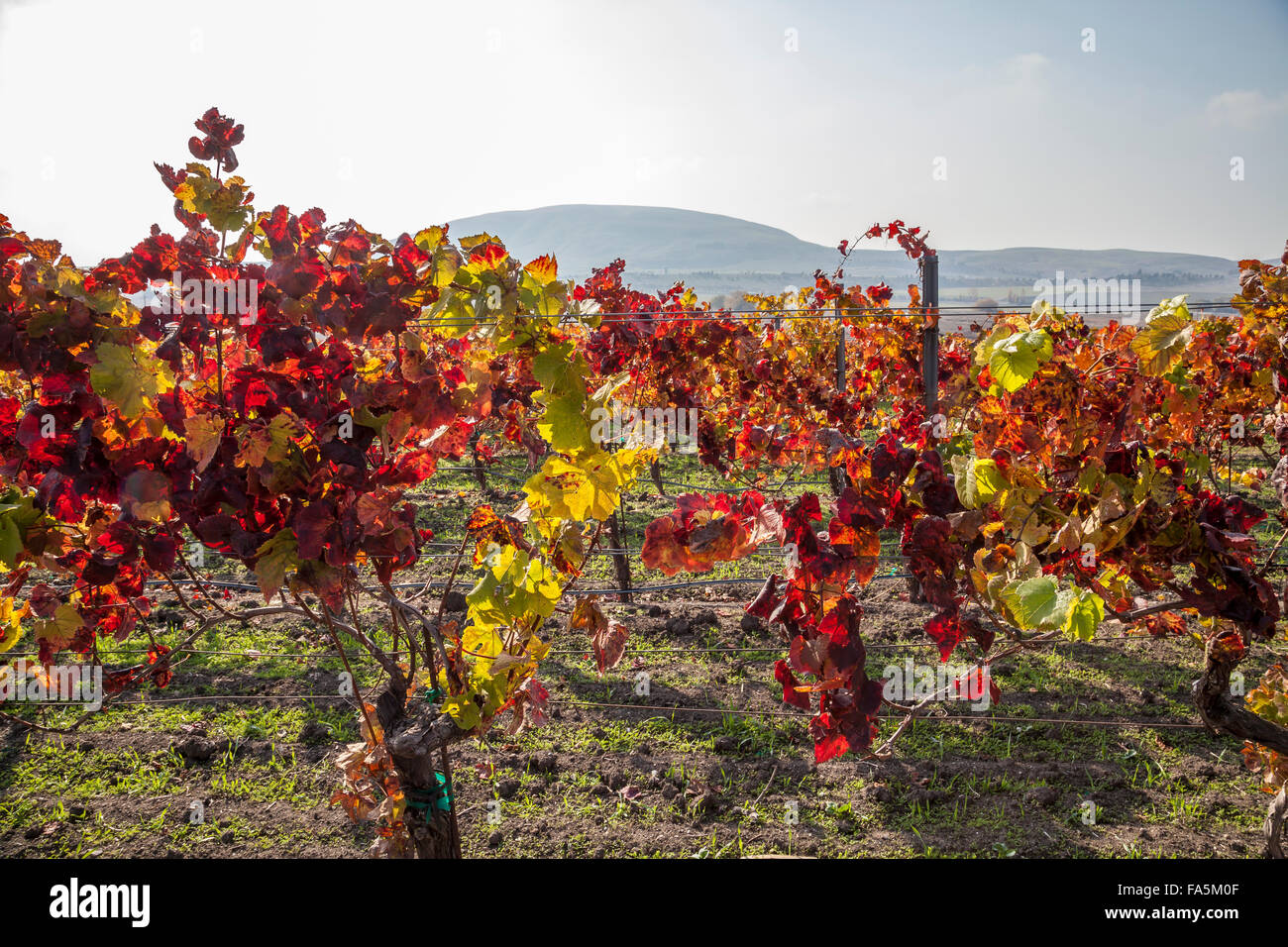 Weinreben im Herbst auf Ram Gate Winery und Weinberge, Sonoma, Kalifornien, USA Stockfoto