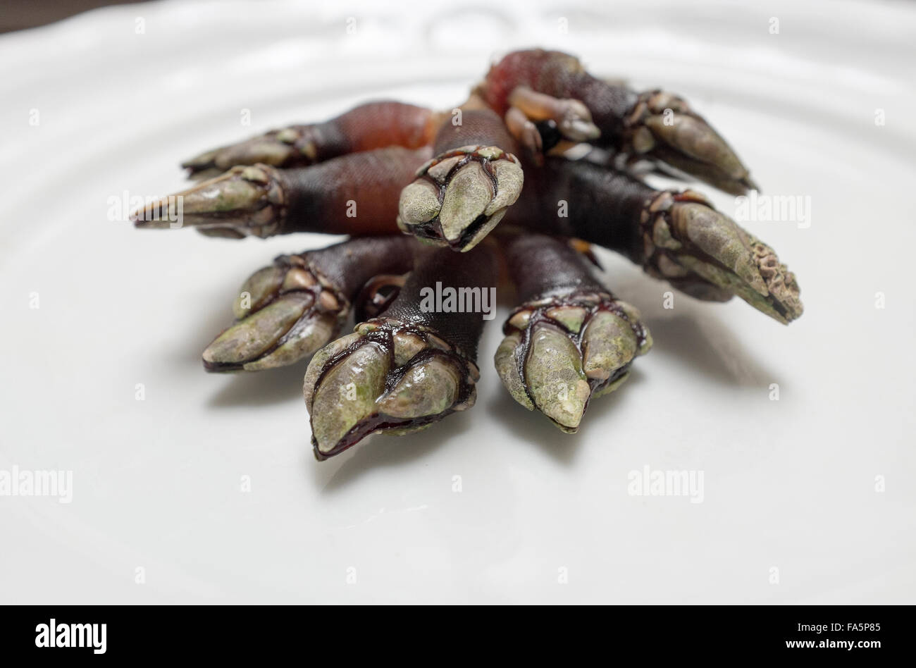 Entenmuschel oder Gans Entenmuscheln eine spanische Lebensmittel Delikatesse vor allem in Galicien und Asturien Stockfoto