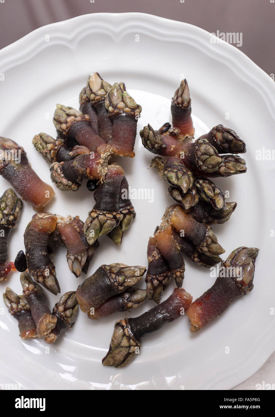 Entenmuschel oder Gans Entenmuscheln eine spanische Lebensmittel Delikatesse vor allem in Galicien und Asturien Stockfoto
