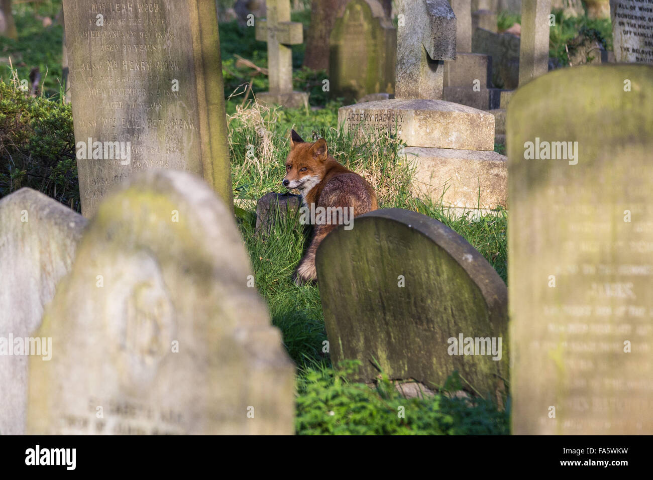 Rotfuchs (Vulpes Vulpes), Brompton Cemetery, West Brompton, London, England, Vereinigtes Königreich Stockfoto