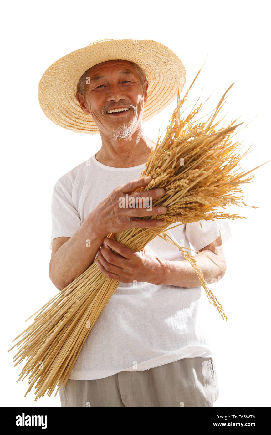 Der Bauer nahm Reis Stockfoto
