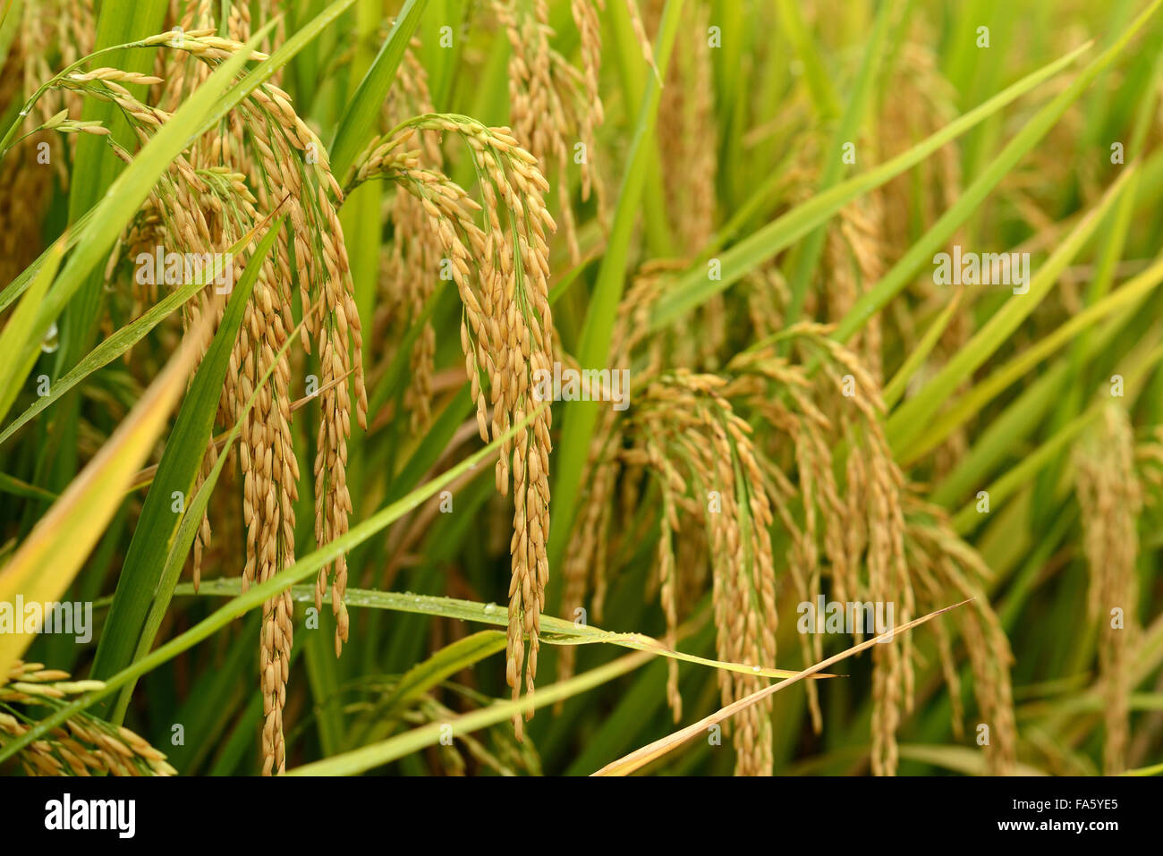 Ohr des Reises Stockfoto