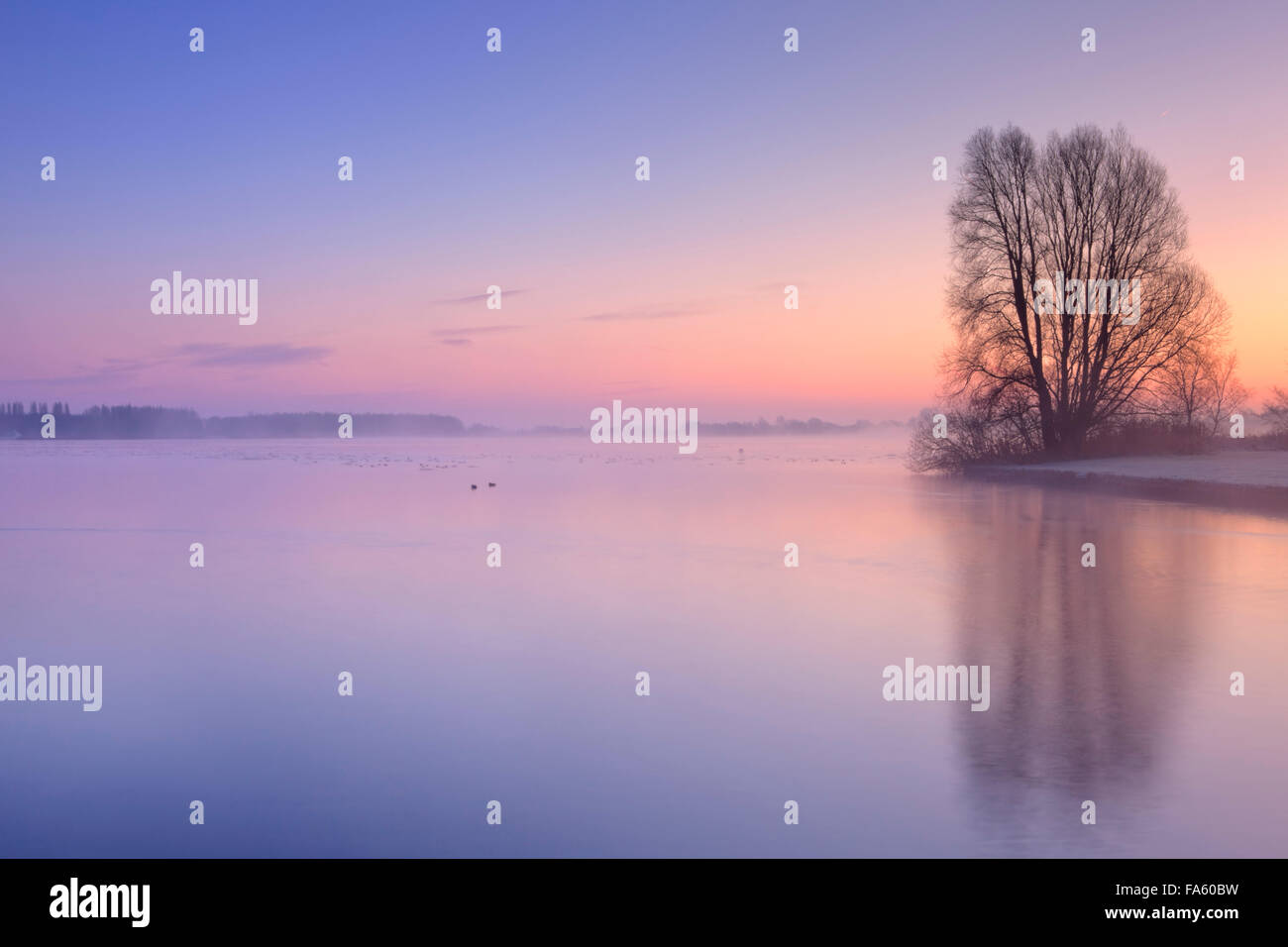 Ein Baum am Rande eines Sees, im Wasser gespiegelt. Fotografiert an einem kalten Wintermorgen bei Sonnenaufgang in den Niederlanden. Stockfoto