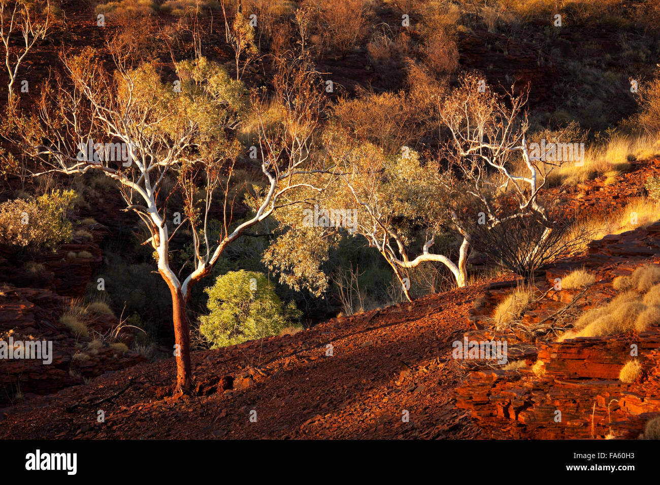Eukalyptus-Bäume in der schönen schwachem Licht der untergehenden Sonne. Karijini-Nationalpark, Pilbara, Western Australia. Stockfoto