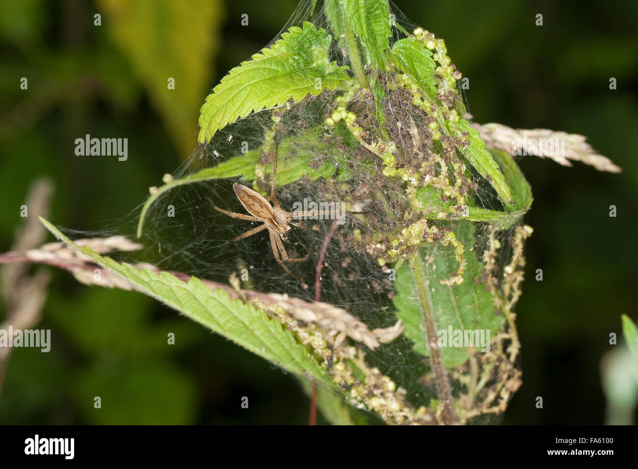 Eine fantastische Fischerei Spider, Nursery Web Spider, Listspinne, Liste-Spinne, Raubspinne, Brautgeschenkspinne, Pisaura mirabilis Stockfoto