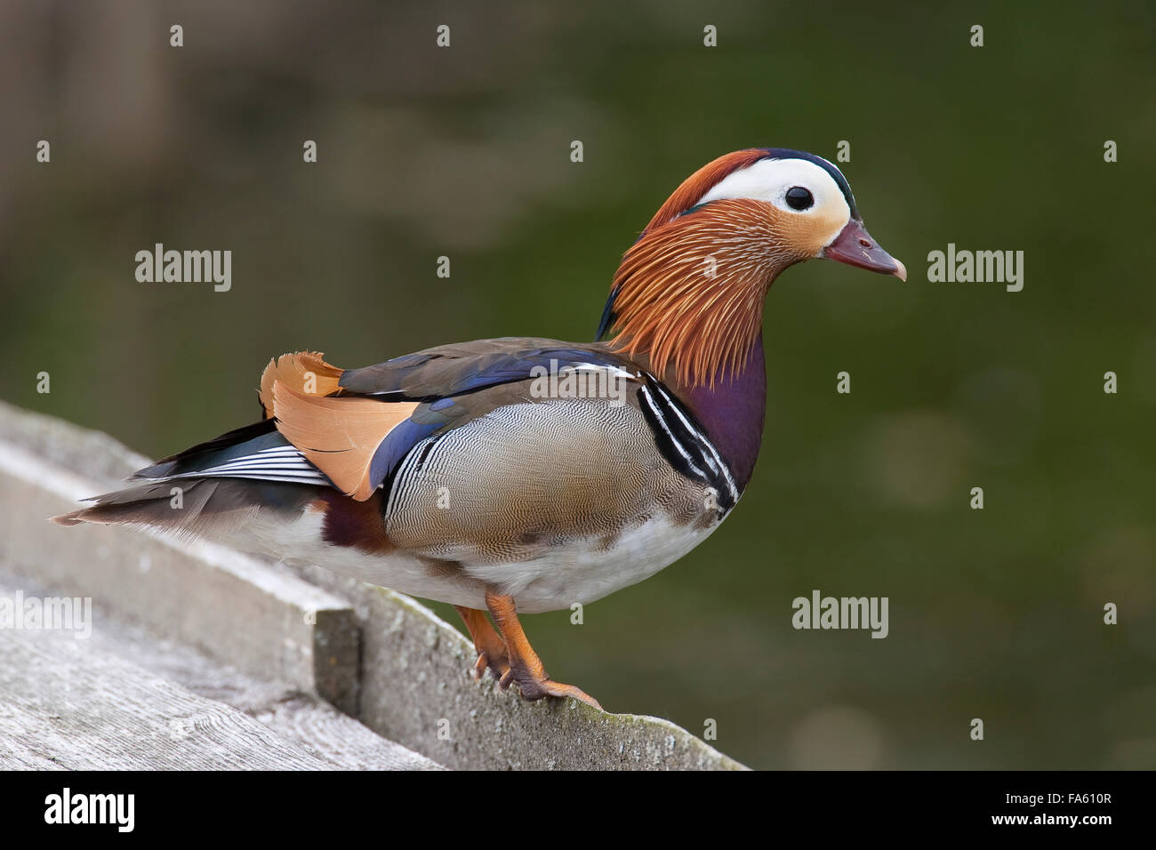 Mandarinente, Männlich, Mandarinente, Mandarinenente, Mandarinen-Ente, Männchen, Erpel, Aix Galericulata, Dendronessa Galericulata Stockfoto