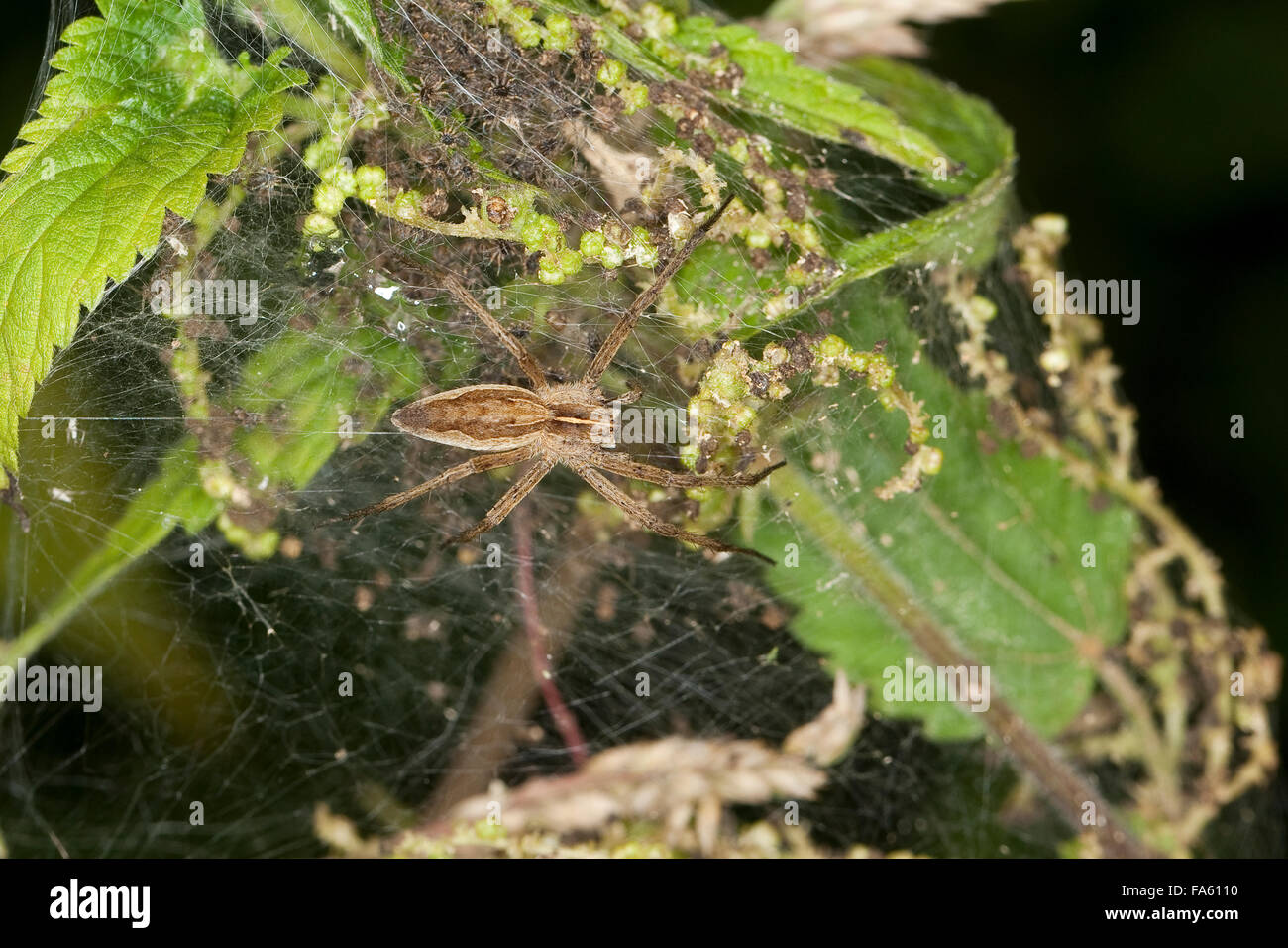 Eine fantastische Fischerei Spider, Nursery Web Spider, Listspinne, Liste-Spinne, Raubspinne, Brautgeschenkspinne, Pisaura mirabilis Stockfoto