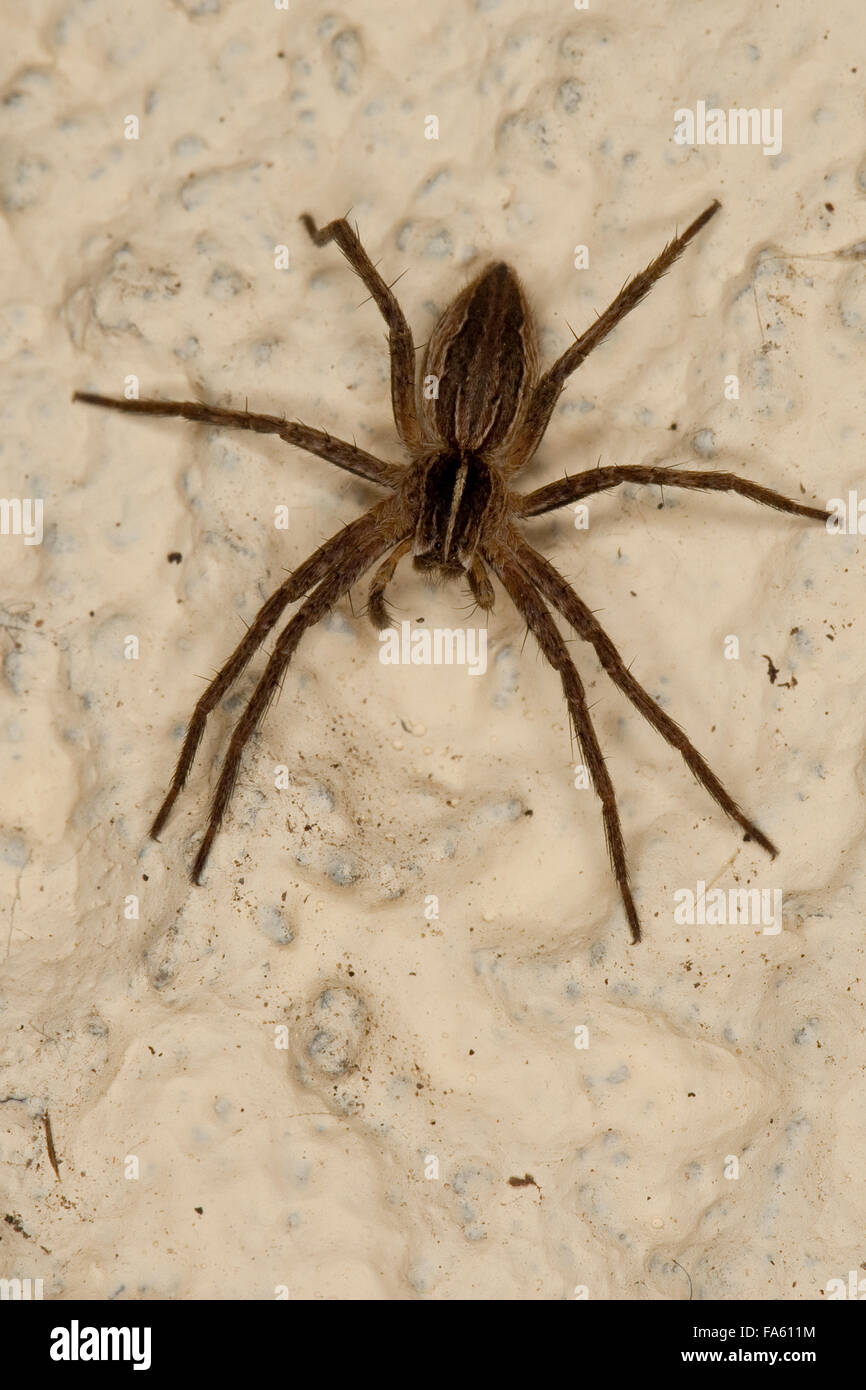 Eine fantastische Fischerei Spider, Nursery Web Spider, Listspinne, Liste-Spinne, Raubspinne, Brautgeschenkspinne, Pisaura mirabilis Stockfoto