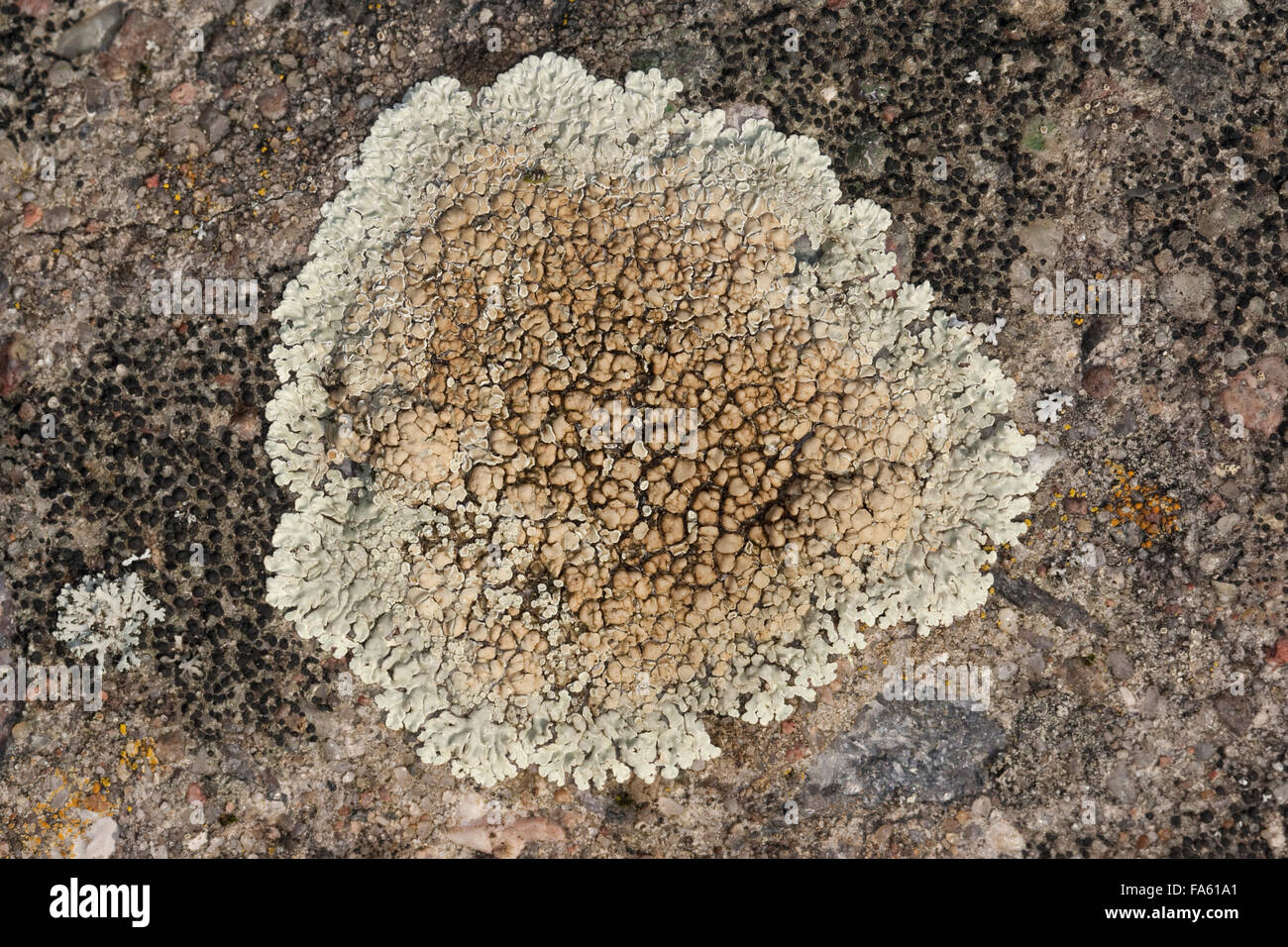 Crustose Flechten, Mauer-Flechte, Mauerflechte, Lecanora Muralis, Protoparmeliopsis Muralis, Lecanora Saxicola, Krustenflechte Stockfoto