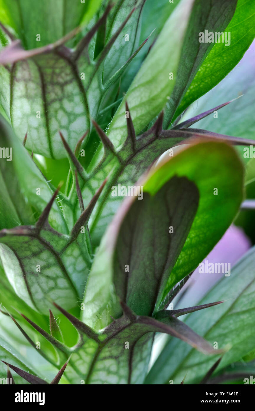 Nahaufnahme einer Acanthus Blütenstand mit ungewöhnlichen geäderten grünen Blätter und Stacheln. Stockfoto