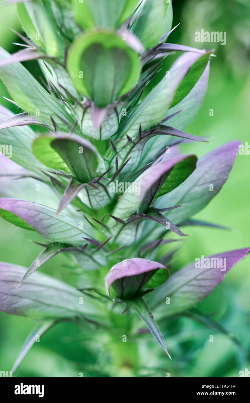 Nahaufnahme einer Acanthus Blütenstand mit ungewöhnlichen geäderten grünen Blätter und Stacheln. Stockfoto