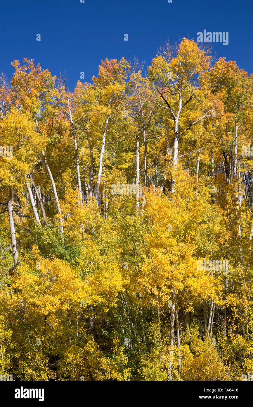 Farben des Herbstes, der Highway 62, in der Nähe von Ouray, Colorado, USA Stockfoto