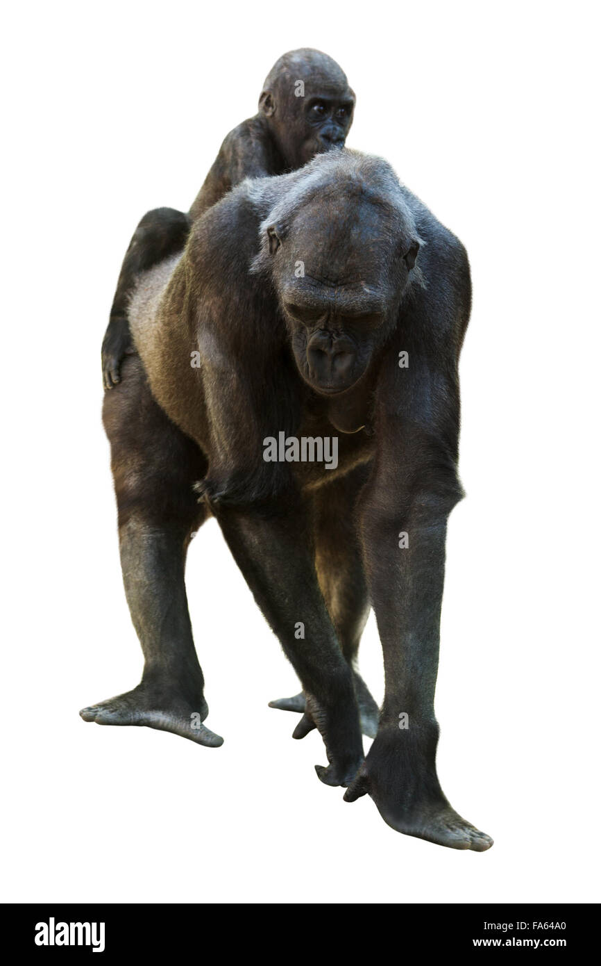 Weiblichen Gorilla mit Baby. Isoliert auf weißem Hintergrund Stockfoto