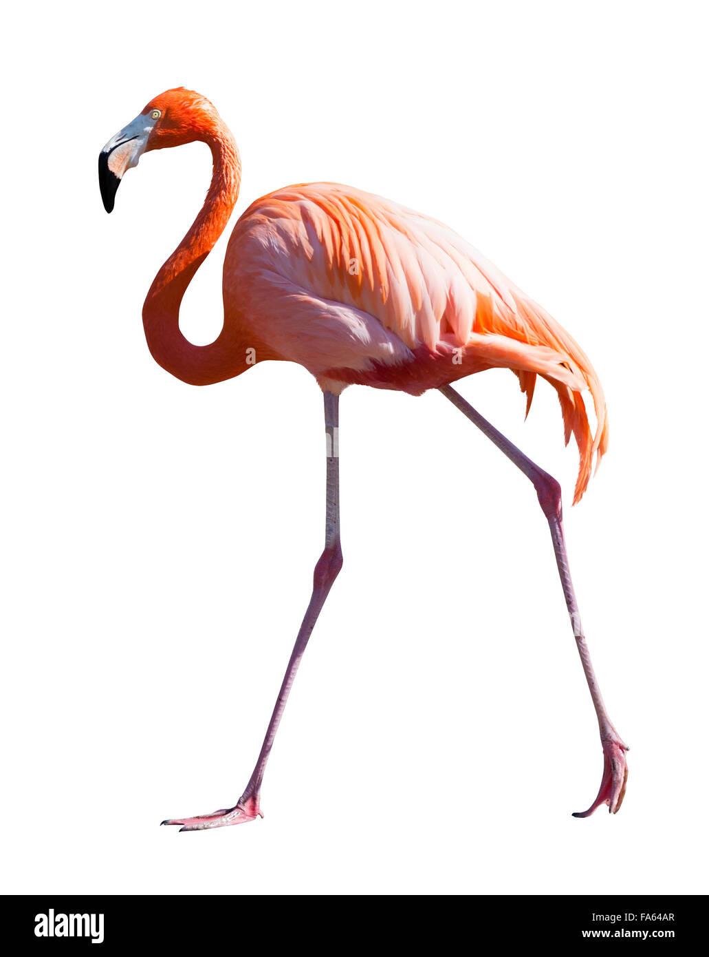 Volle Länge des Flamingo. Isoliert auf weiß Stockfoto