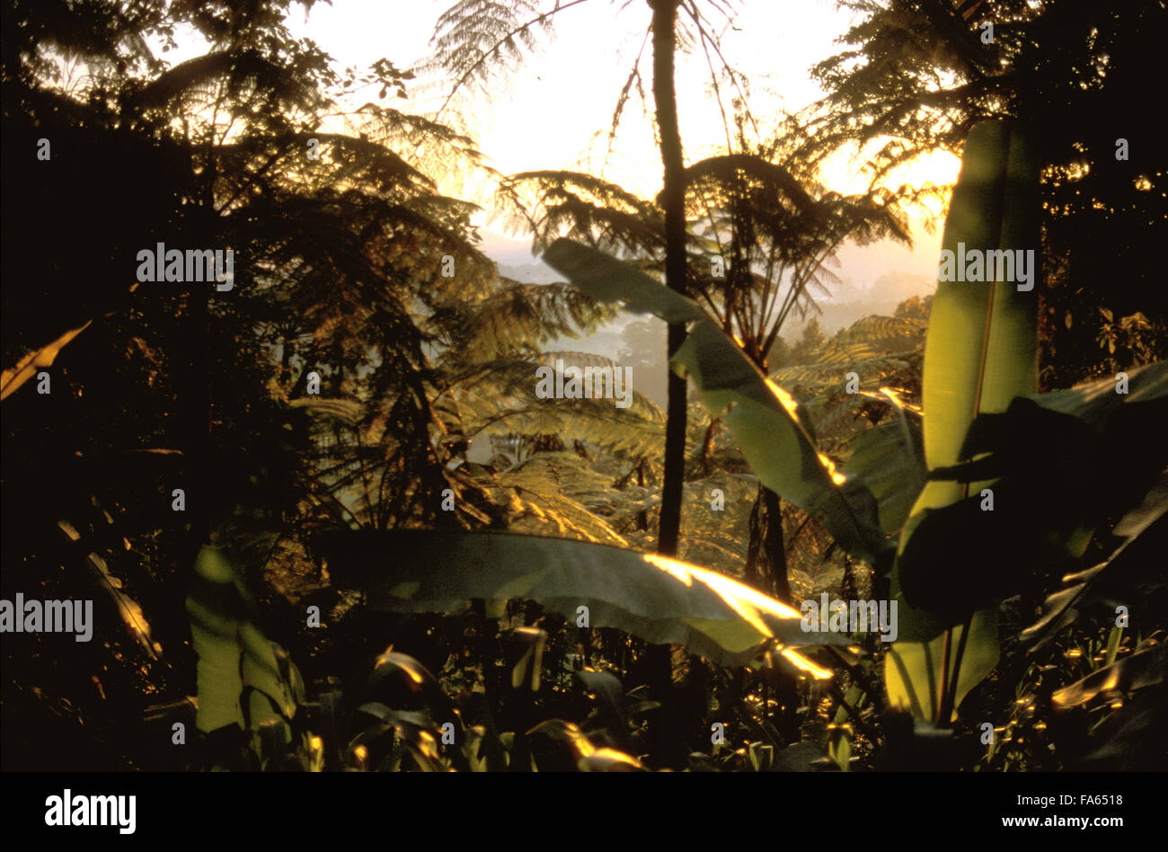 In der Nähe von Sungai Palas Tea Estate Cameron Highlands Perak Staat Malaysia Südostasien Asien, Malaysia, Bananenstauden und Palmen. Bäume Stockfoto