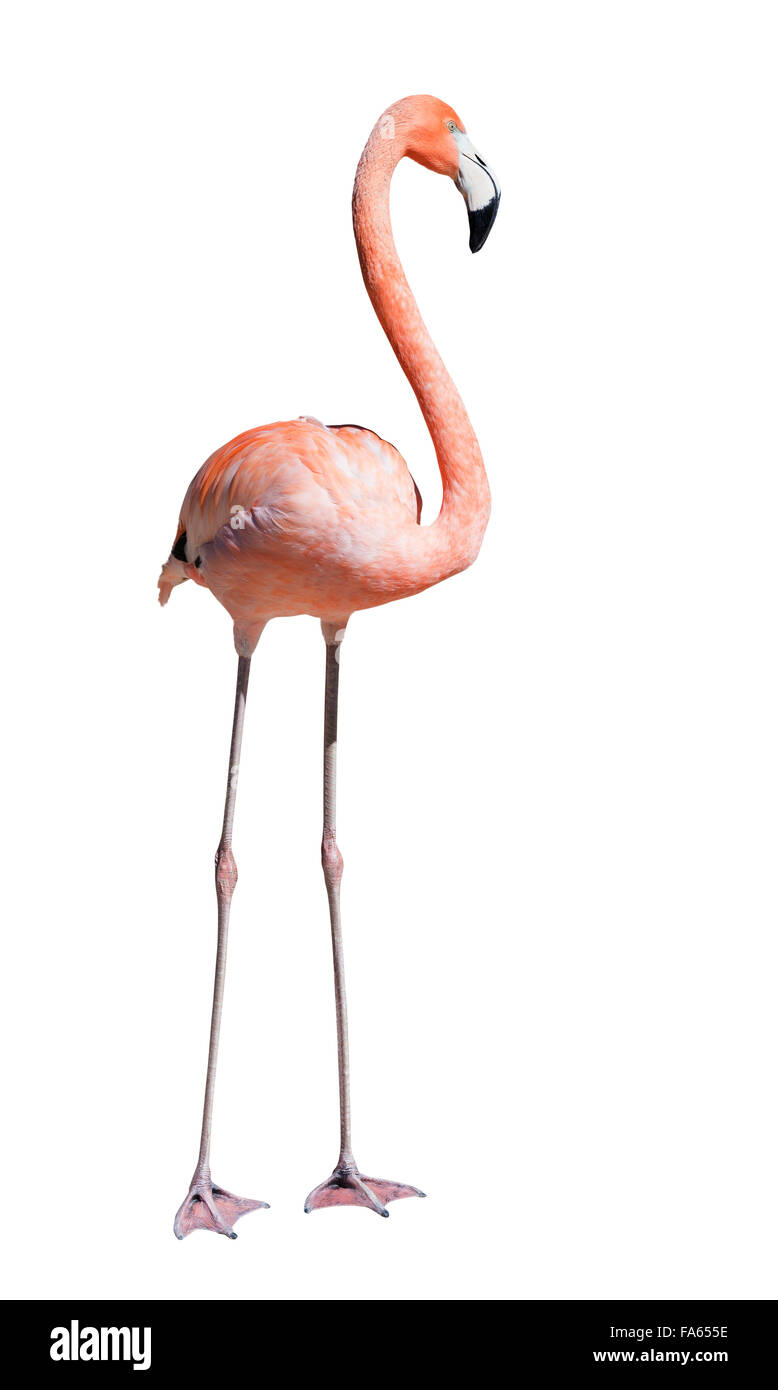 Flamingo. Isoliert auf weißem Hintergrund Stockfoto